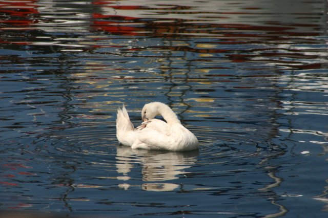 Geneva2005 073.jpg
